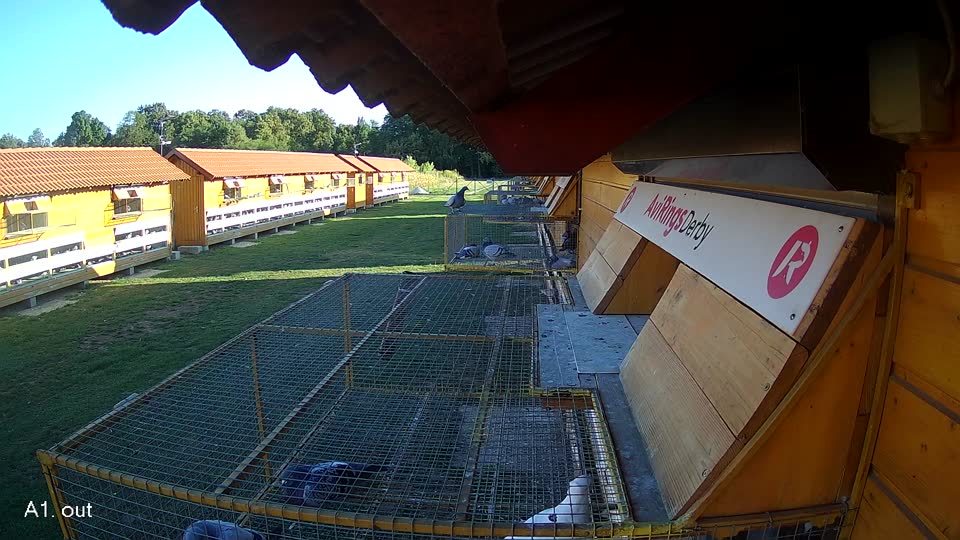 Pigeon Arrival Image For Race Race 4