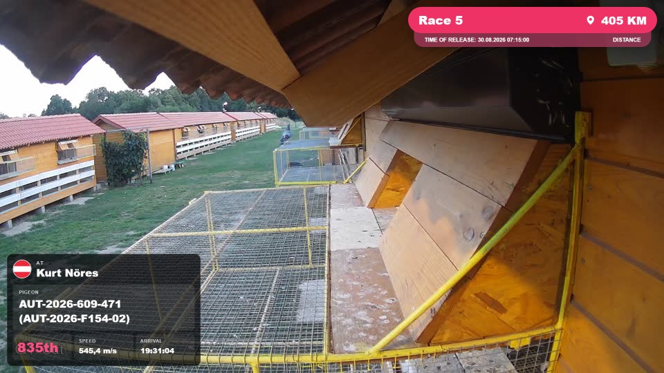 Pigeon Arrival Image For Race Race 5