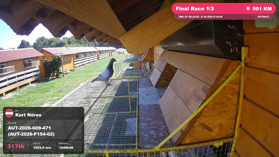Pigeon Arrival Image For Race Final Race 1/3