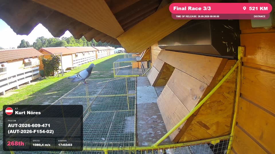 Pigeon Arrival Image For Race Final Race 3/3