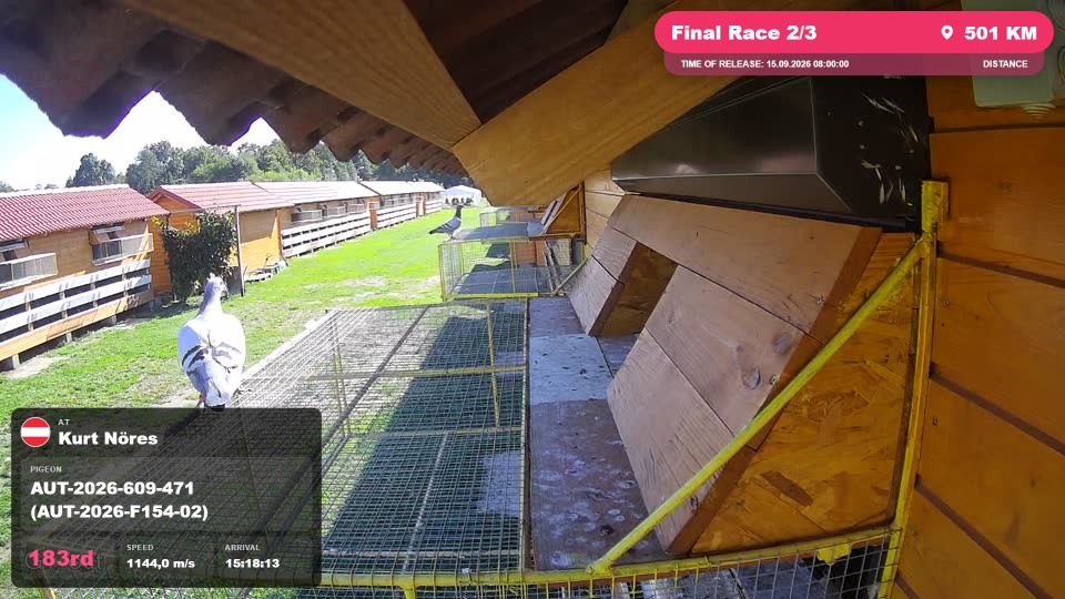 Pigeon Arrival Image For Race Final Race 2/3