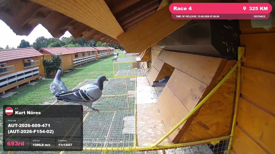 Pigeon Arrival Image For Race Race 4
