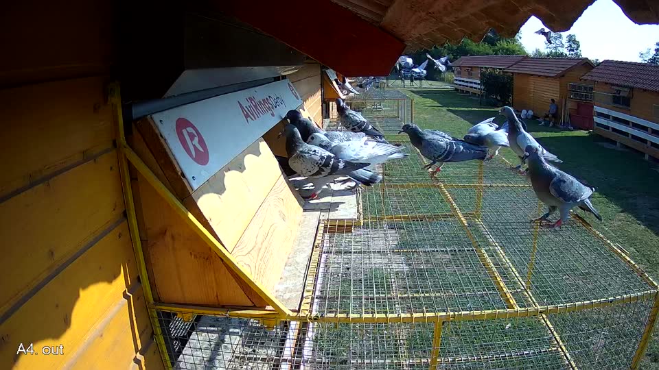 Pigeon Arrival Image For Race Race 1