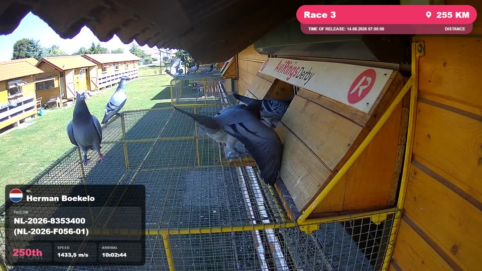 Pigeon Arrival Image For Race Race 3
