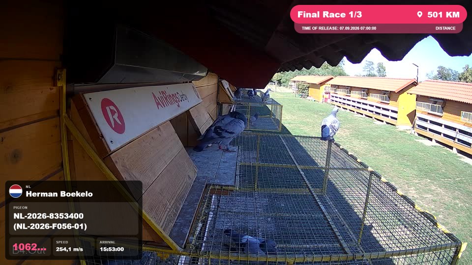Pigeon Arrival Image For Race Final Race 1/3