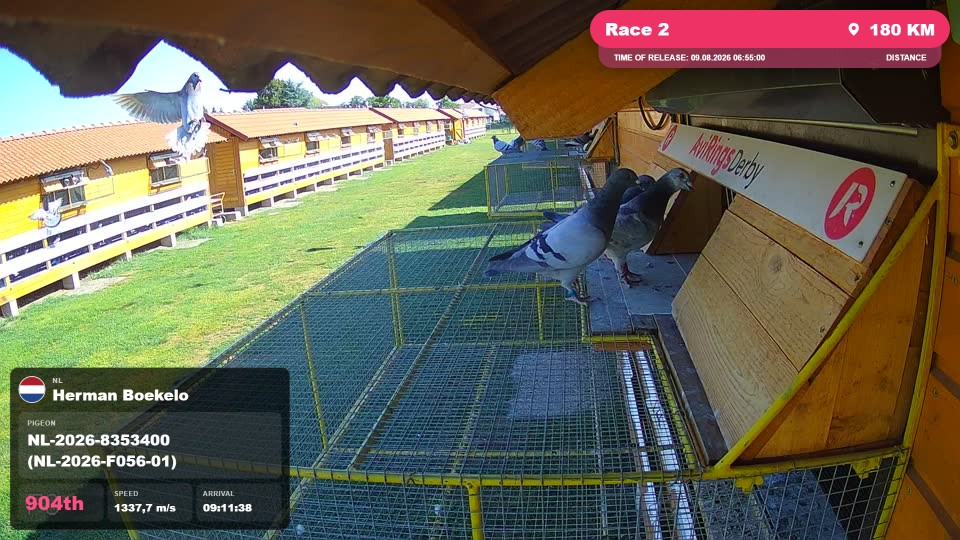 Pigeon Arrival Image For Race Race 2