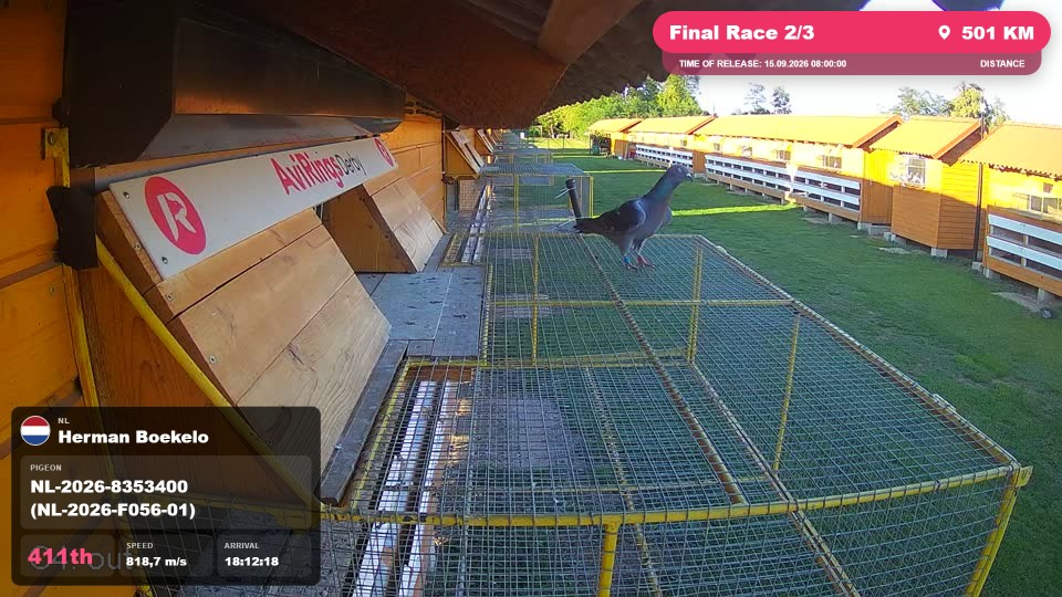 Pigeon Arrival Image For Race Final Race 2/3