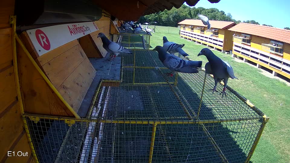 Pigeon Arrival Image For Race Race 2