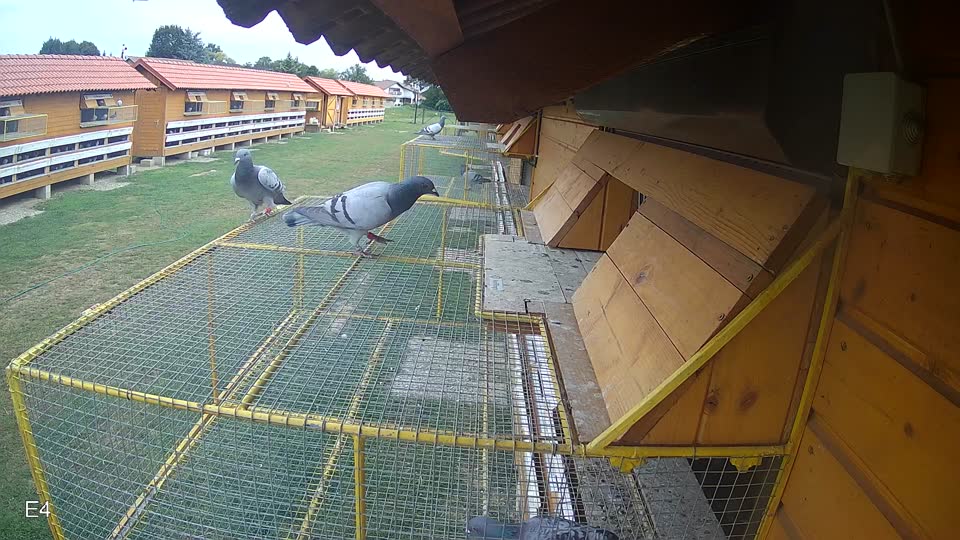 Pigeon Arrival Image For Race Race 3