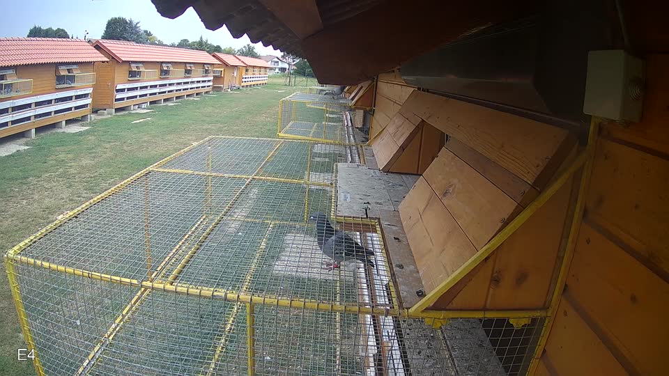 Pigeon Arrival Image For Race Race 4