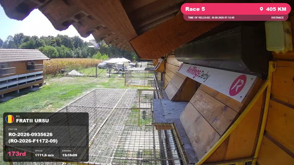 Pigeon Arrival Image For Race Race 5