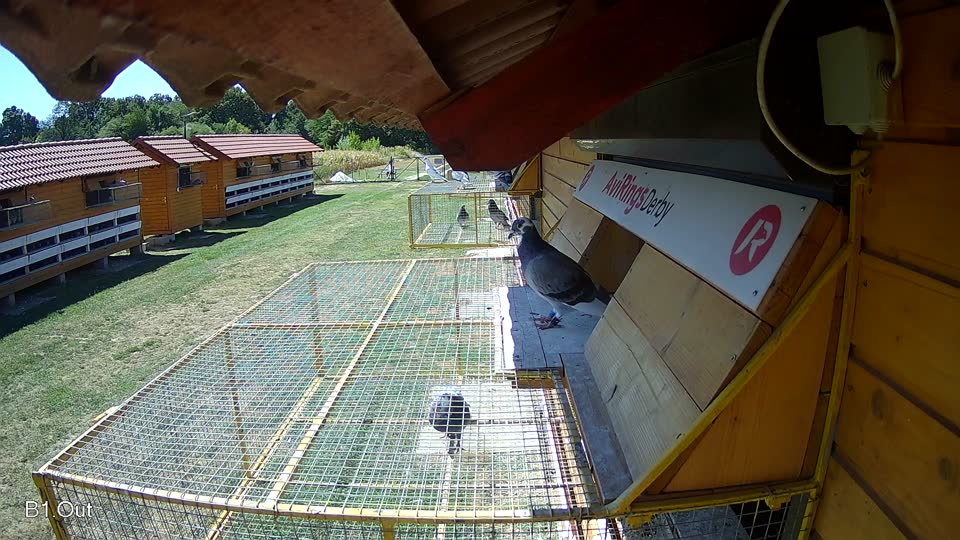 Pigeon Arrival Image For Race Race 3