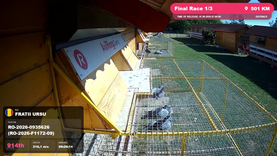 Pigeon Arrival Image For Race Final Race 1/3