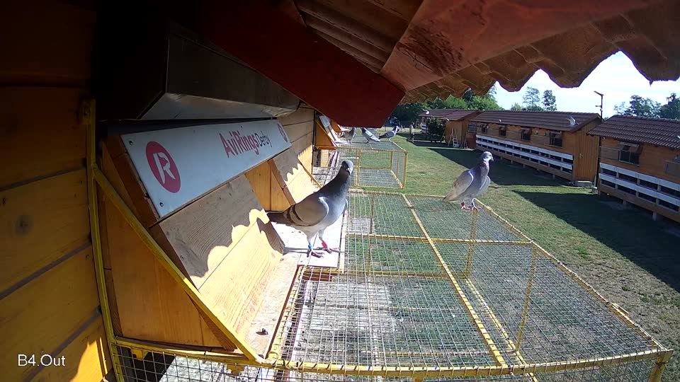 Pigeon Arrival Image For Race Race 2