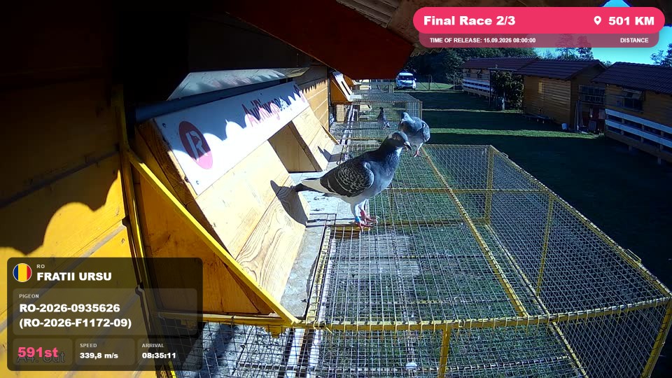 Pigeon Arrival Image For Race Final Race 2/3
