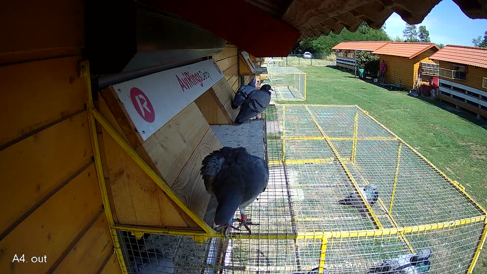 Pigeon Arrival Image For Race Race 4