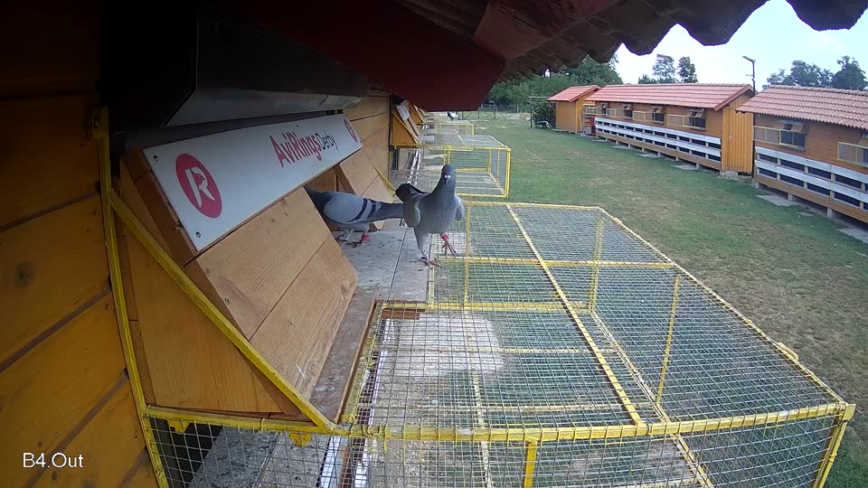 Pigeon Arrival Image For Race Race 4