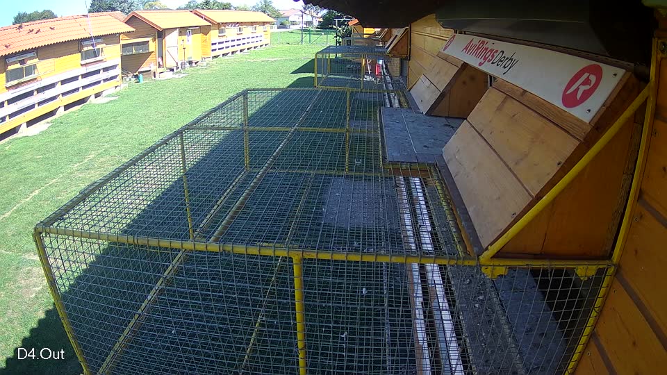 Pigeon Arrival Image For Race Final race 1