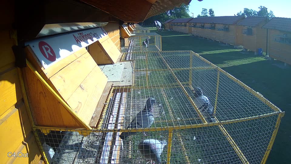 Pigeon Arrival Image For Race Race 5