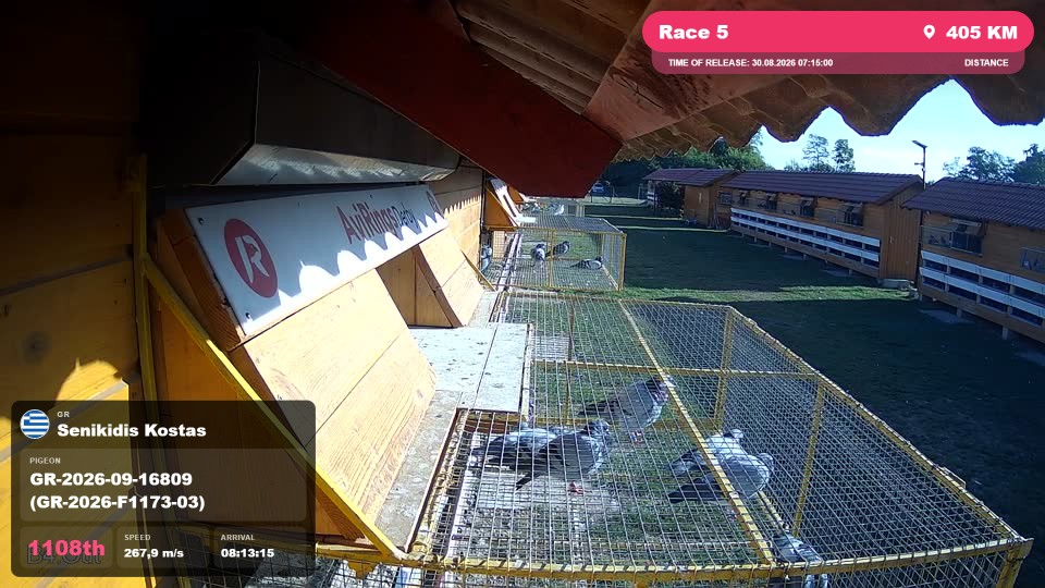 Pigeon Arrival Image For Race Race 5