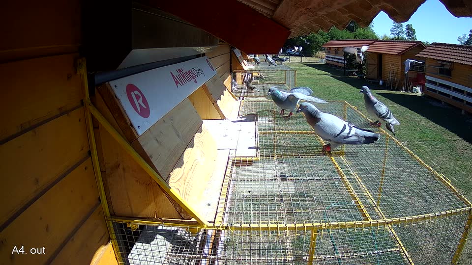 Pigeon Arrival Image For Race Race 3