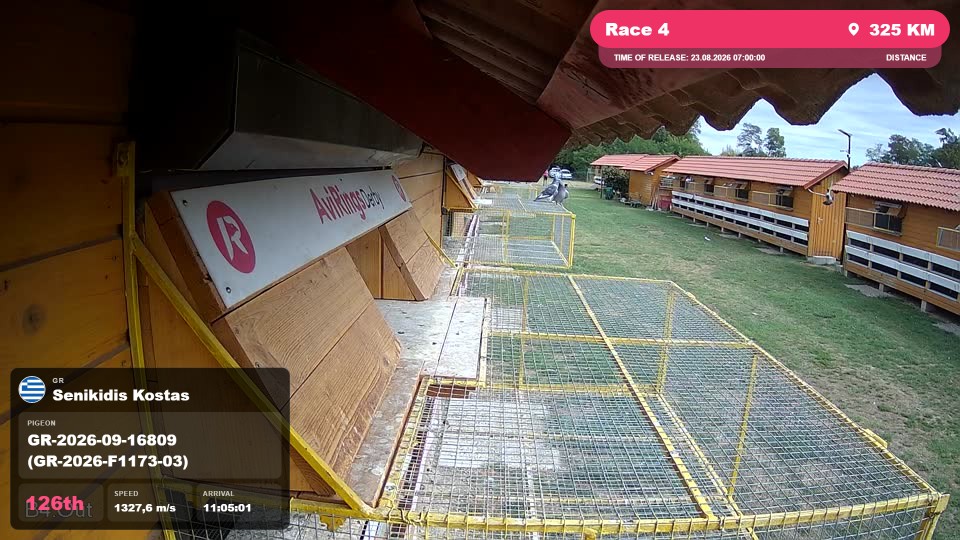 Pigeon Arrival Image For Race Race 4