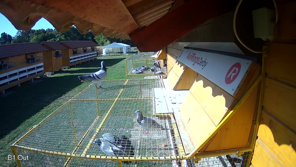 Pigeon Arrival Image For Race Final Race 1/3