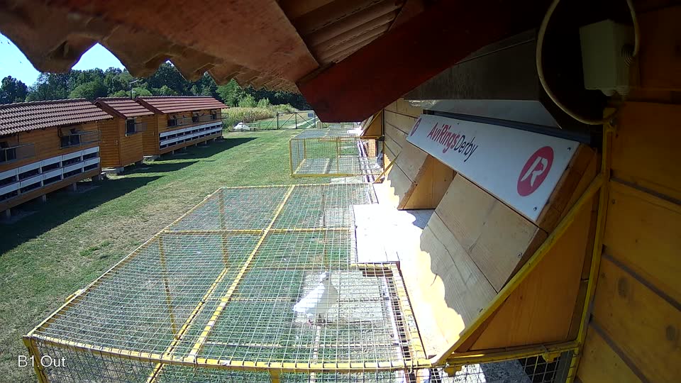 Pigeon Arrival Image For Race Race 2