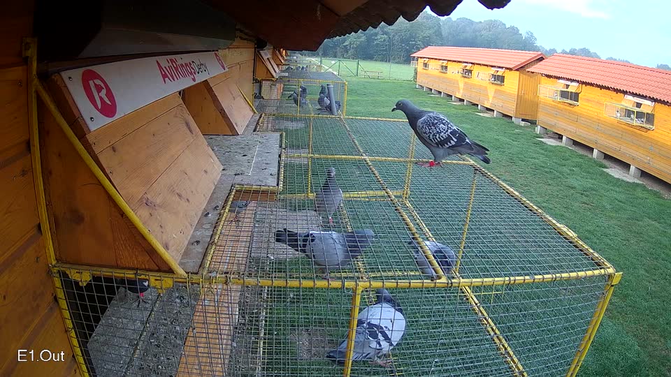 Pigeon Arrival Image For Race Final race 1