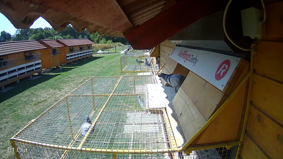 Pigeon Arrival Image For Race Race 5