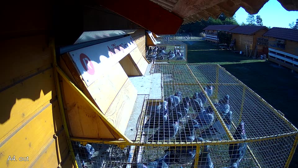 Pigeon Arrival Image For Race Race 3