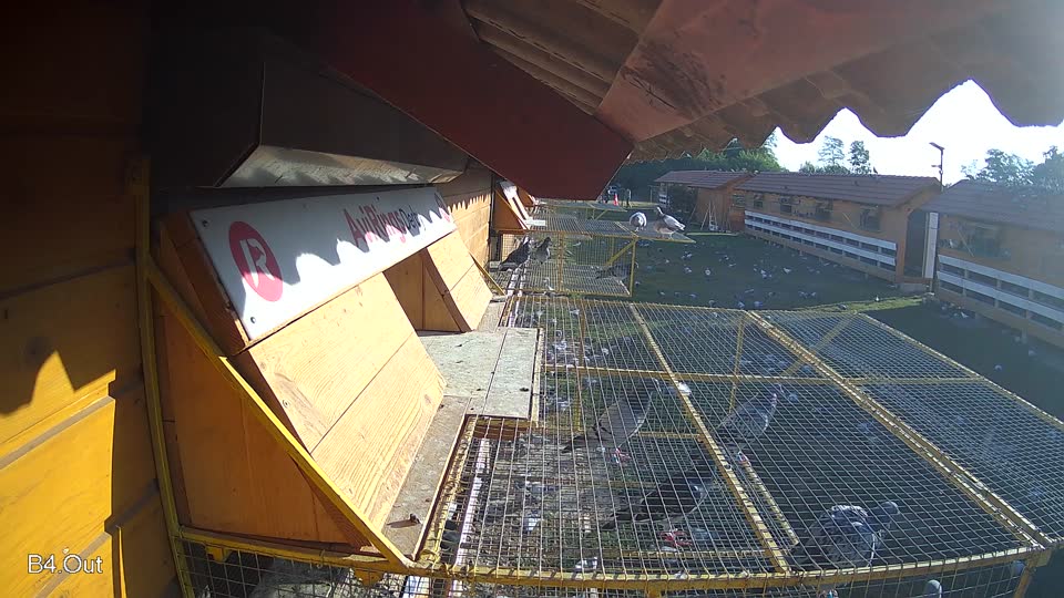 Pigeon Arrival Image For Race Race 2