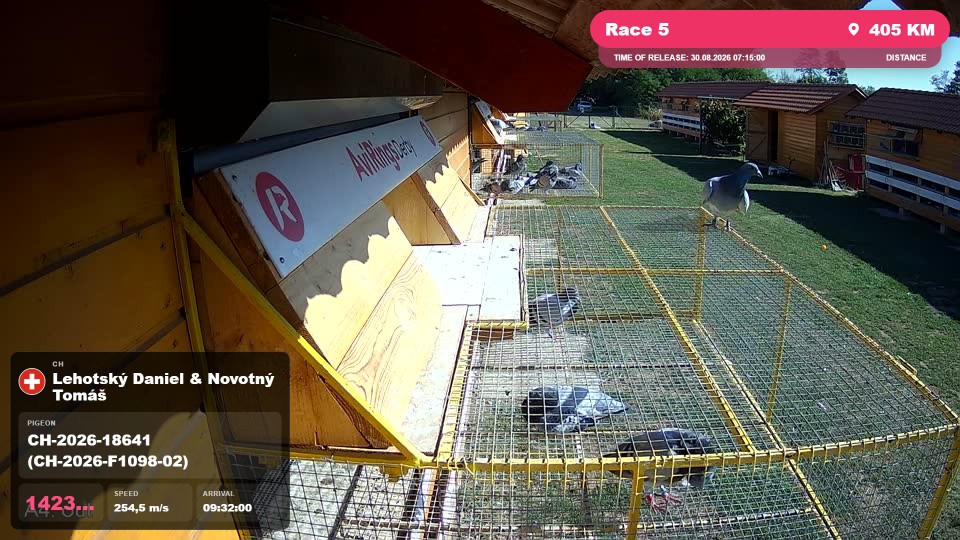 Pigeon Arrival Image For Race Race 5