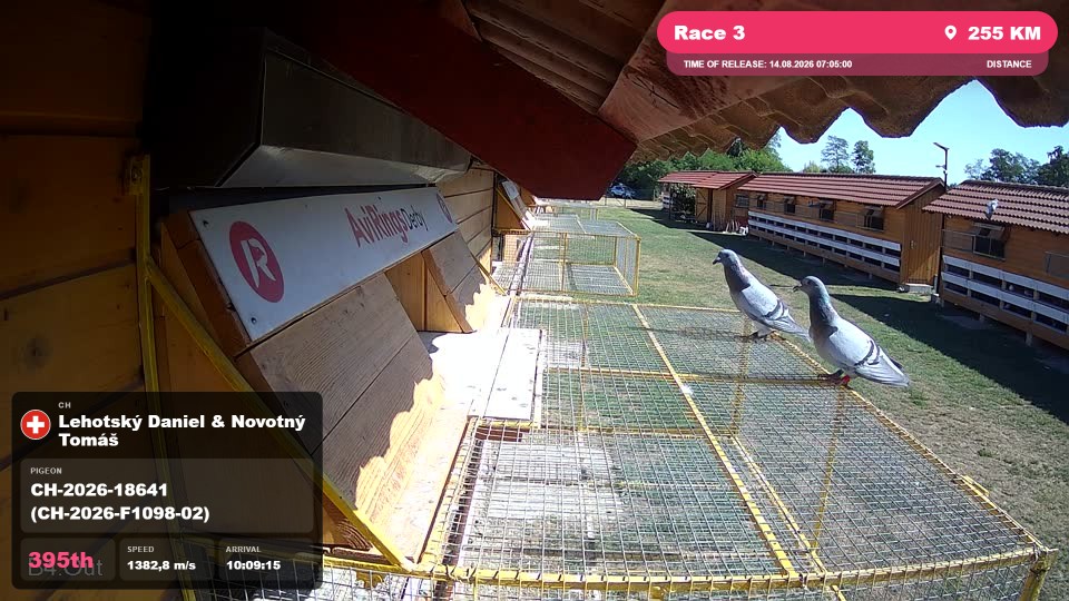 Pigeon Arrival Image For Race Race 3