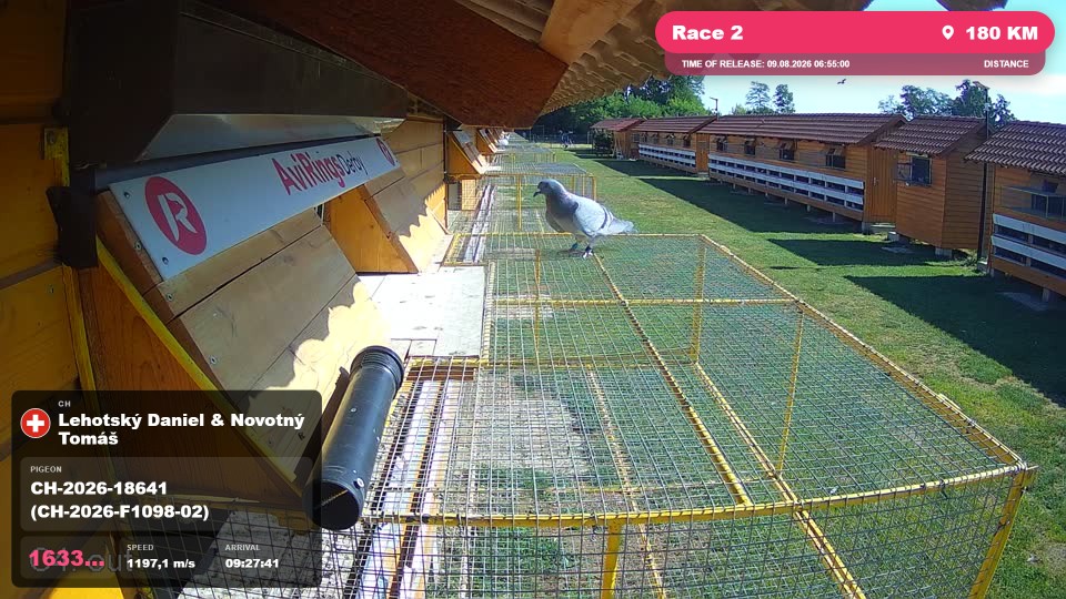 Pigeon Arrival Image For Race Race 2