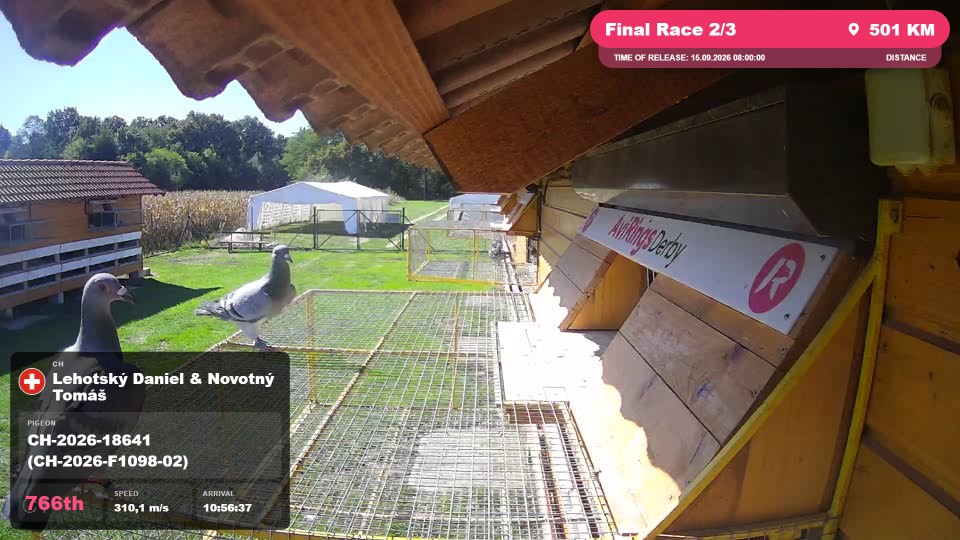 Pigeon Arrival Image For Race Final Race 2/3