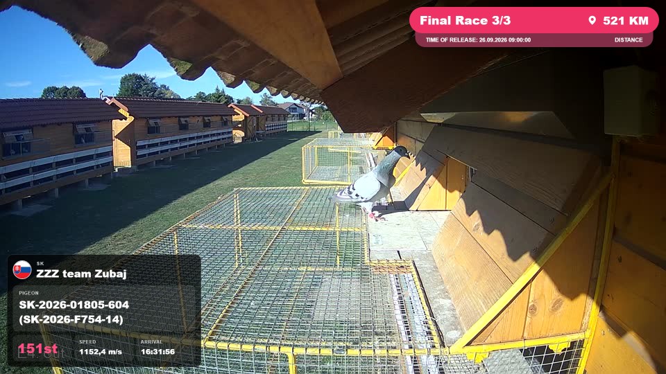 Pigeon Arrival Image For Race Final Race 3/3