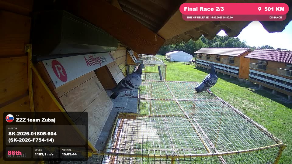Pigeon Arrival Image For Race Final Race 2/3