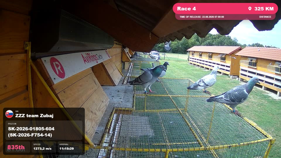 Pigeon Arrival Image For Race Race 4