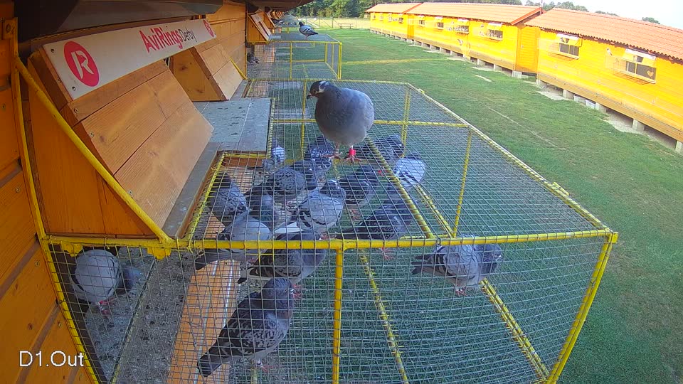 Pigeon Arrival Image For Race Race 4