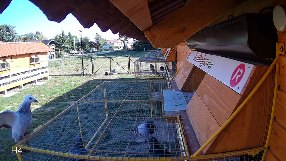 Pigeon Arrival Image For Race Race 5