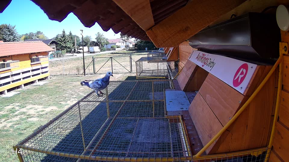 Pigeon Arrival Image For Race Race 3