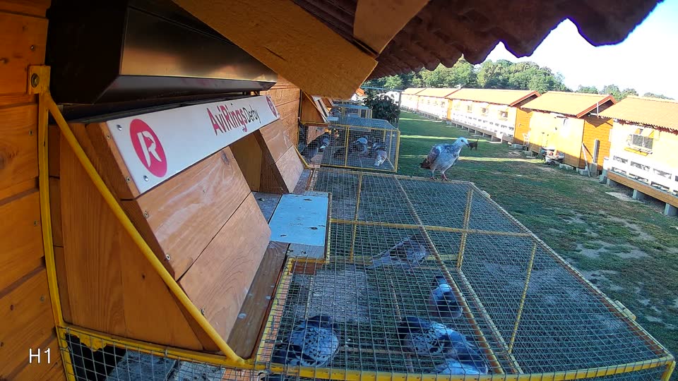 Pigeon Arrival Image For Race Final Race 1/3