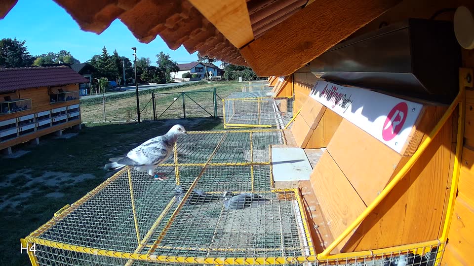 Pigeon Arrival Image For Race Race 2