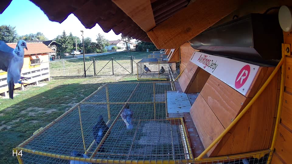 Pigeon Arrival Image For Race Race 5
