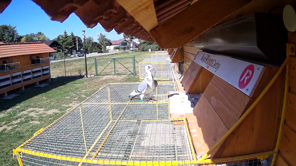 Pigeon Arrival Image For Race Race 4