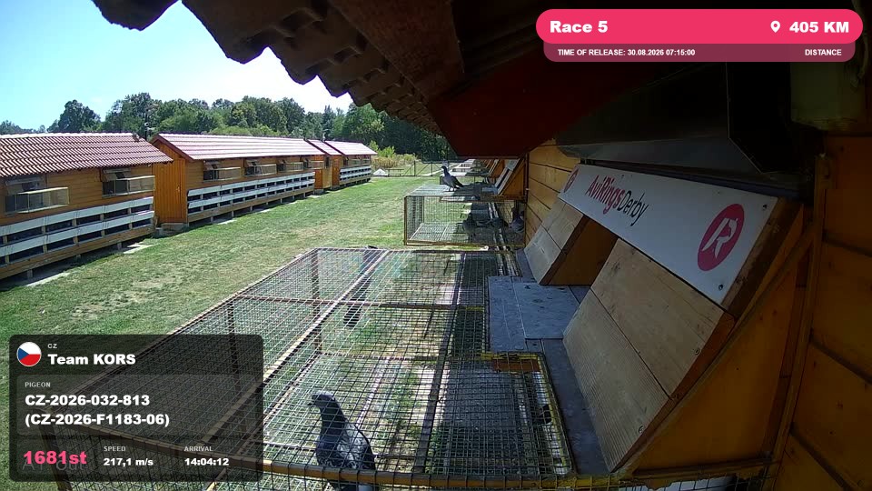 Pigeon Arrival Image For Race Race 5