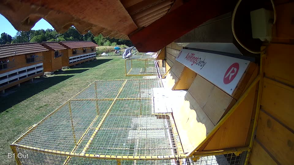 Pigeon Arrival Image For Race Race 3