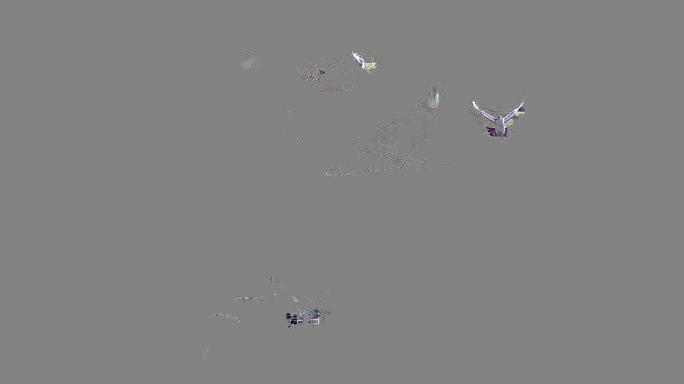 Pigeon Arrival Image For Race Race 2