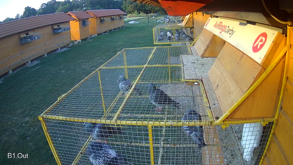 Pigeon Arrival Image For Race Race 5